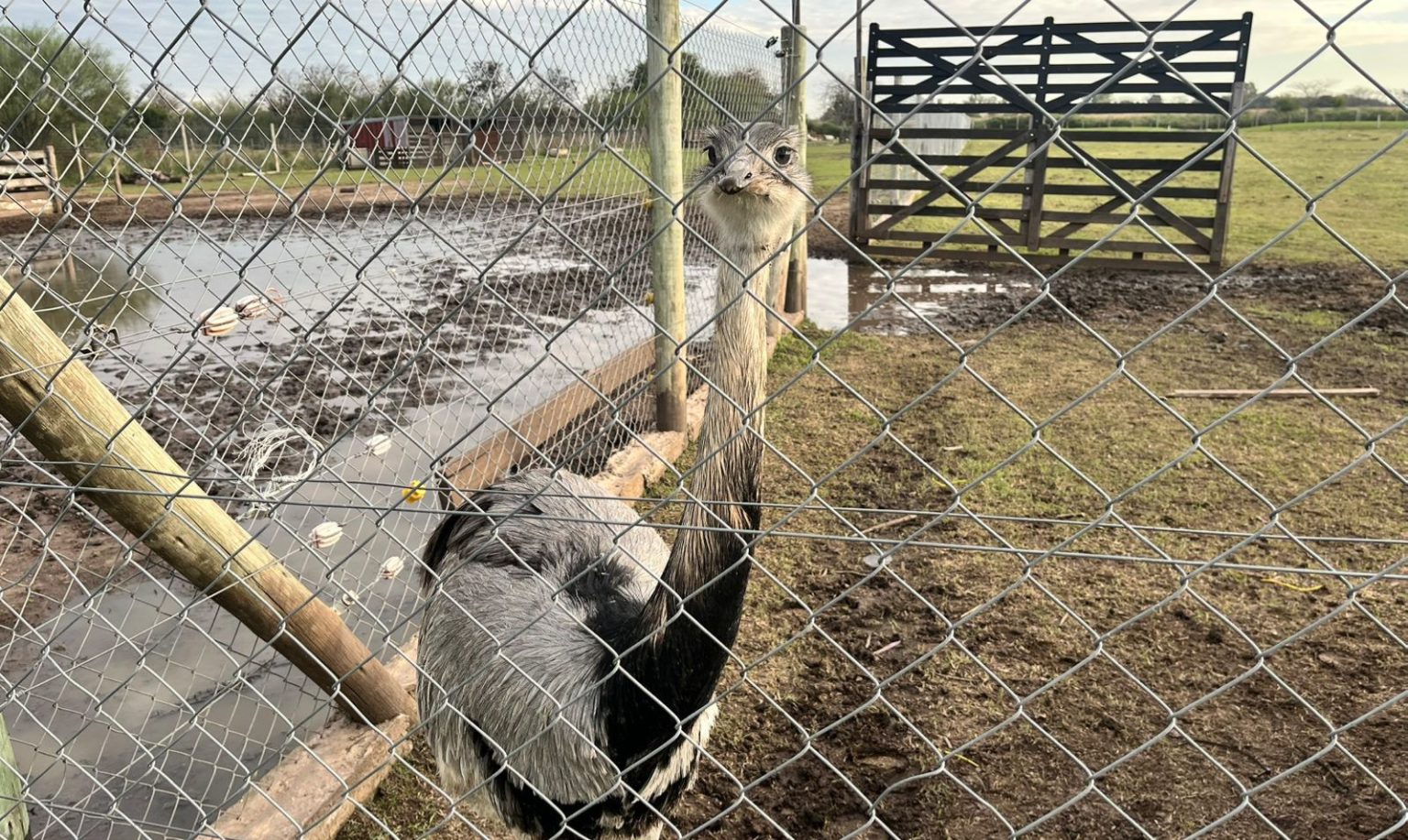 Rescatan varios animales en cautiverio de un zoológico clandestino