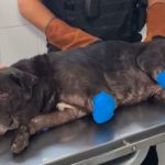 Aberrante caso de maltrato animal: le amputaron dos patas a un perro y quedó gravemente herido