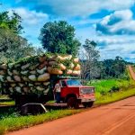 Desregulación y controversia: el Gobierno elimina restricciones para la plantación de yerba mate