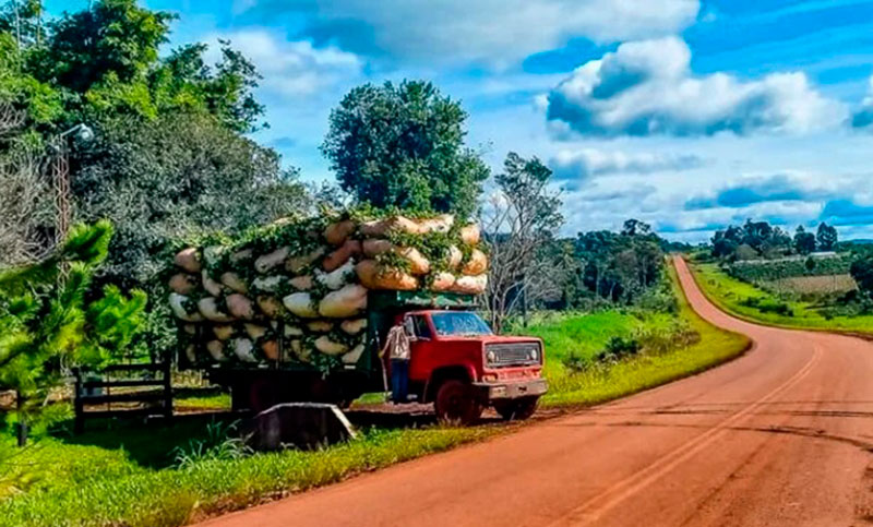 Desregulación y controversia: el Gobierno elimina restricciones para la plantación de yerba mate