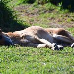 Impulsan en el Concejo un proyecto para brindar atención animal gratuita las 24 horas