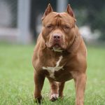 San Lorenzo: un perro pitbull atacó a un bebé de un año y le ocasionó graves heridas