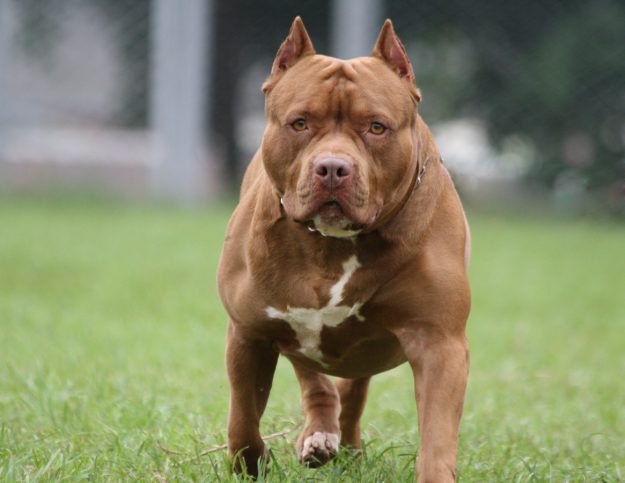 San Lorenzo: un perro pitbull atacó a un bebé de un año y le ocasionó graves heridas