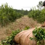 La cosecha de yerba mate cayó más del 30% y los productores advierten por la crisis del sector