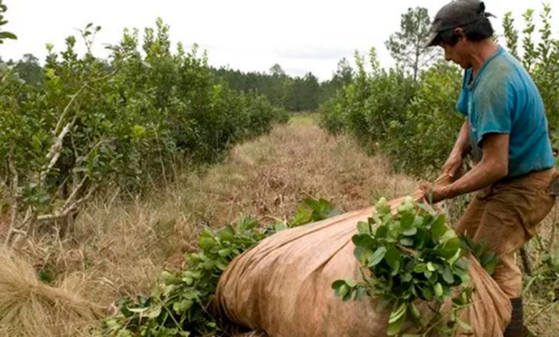 La cosecha de yerba mate cayó más del 30% y los productores advierten por la crisis del sector
