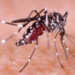 Dengue: confirman que Santa Fe se encuentra en fase de recuperación