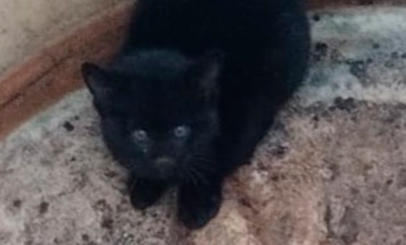 Rescataron a un gato montés que se metió dentro de un tanque de agua en Rosario
