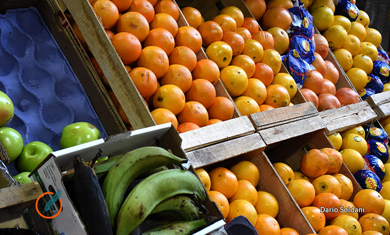 El ingreso de frutas y verduras importadas genera un alza en los precios de góndola