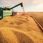 La principal exportación argentina tiene el precio más bajo en 15 años