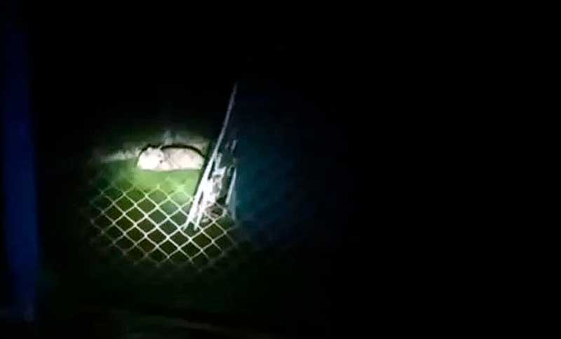 Alarma por un puma suelto que ya mató a varios animales en una localidad de Buenos Aires