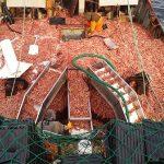 Escala el conflicto por la zafra de langostinos: exportaciones frenadas y alta tensión