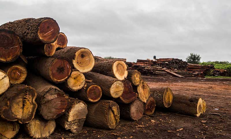 Grandes empresas multinacionales se benefician con el desmonte del bosque chaqueño