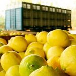 Los limones argentinos consiguen nuevo mercado pero a la carne se le cierran puertas