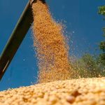 “Tremendo negocio para el Estado”:  los productores de soja que alquilan campos perderán más de US$1100 millones, según un estudio