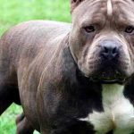 Un pitbull atacó en Santa Fe a una nena de 4 años, que se encuentra grave