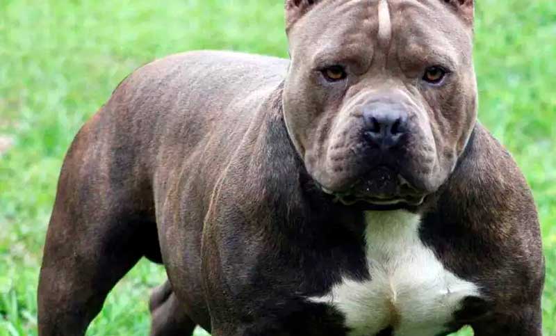 Un pitbull atacó en Santa Fe a una nena de 4 años, que se encuentra grave