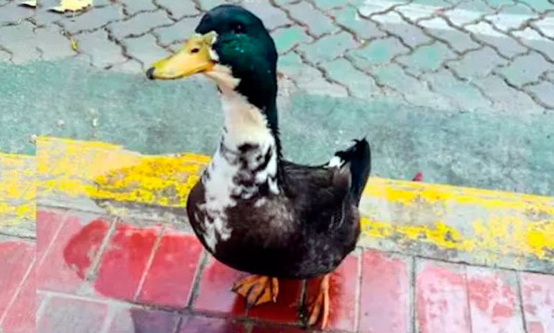 «Rebelión en la granja»: denuncian a un pato por «agresivo» en Mendoza y desató una insólita polémica