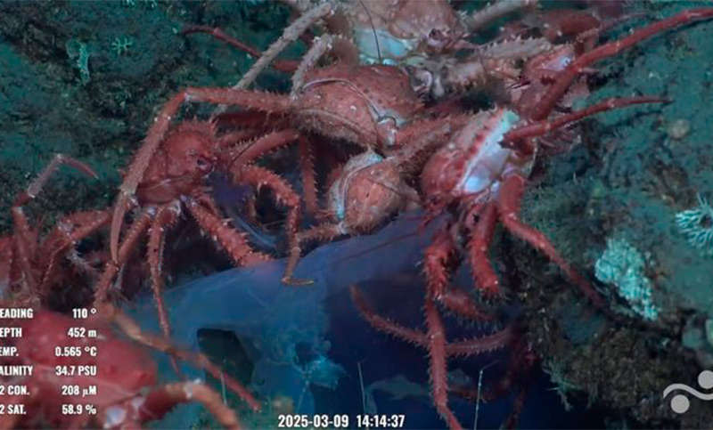 La importancia de la ciencia: con un cierre emotivo, finalizó la expedición marina del Conicet en el mar argentino