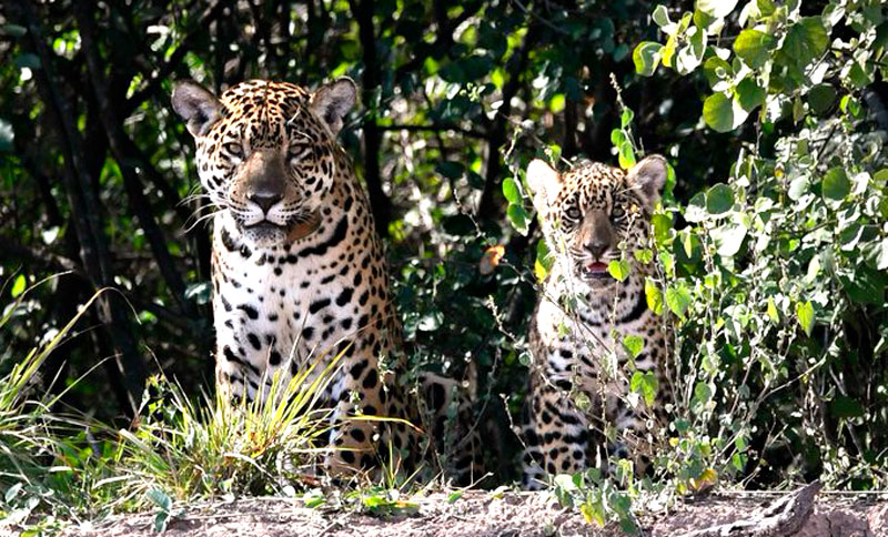 Nació el primer yaguareté silvestre en El Impenetrable