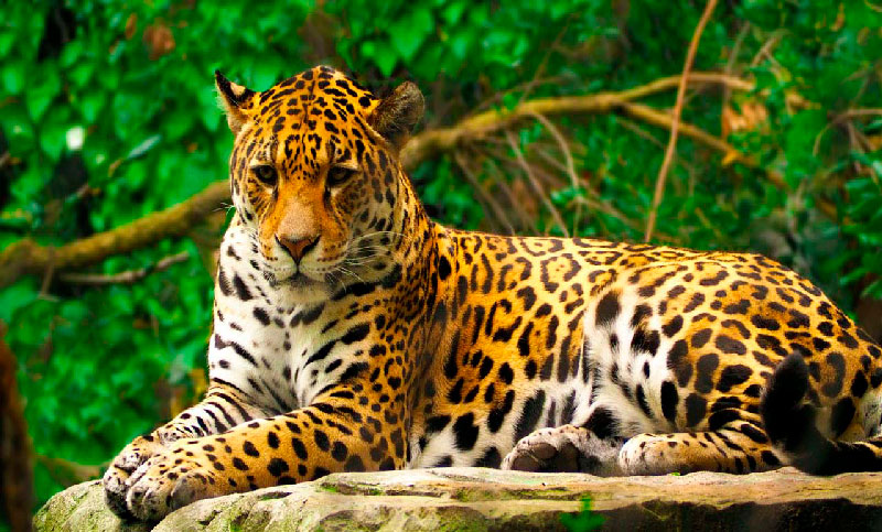Colombia: proponen un corredor trinacional para proteger al jaguar
