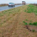 Exigen pasafaunas en la ruta Rosario-Victoria: en un recorrido encontraron más de 30 animales atropellados