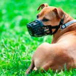 Piden sancionar a dueños que circulen con perros considerados peligrosos sin elementos de protección