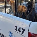 Rosario: rescataron más de 100 animales en lo que va del año, desde perros hasta comadrejas y gansos