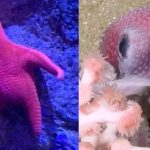 El “pulpo Dumbo” y la “estrella de mar culona” se despiden del streaming del Conicet: ¿cuándo y cómo ver los últimos minutos de la transmisión?