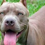 La Legislatura santafesina dio media sanción al proyecto que regula la tenencia de perros peligrosos