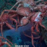 Exploración submarina en vivo: nuevo streaming del Conicet desde el fondo marino de la Patagonia