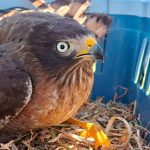 El nuevo guardián de plaza San Martín: un gavilán llegó a Rosario para controlar la población de palomas
