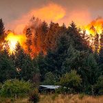 Ambientalistas alertan sobre el desfinanciamiento de la Ley de Bosques y la falta de brigadistas para combatir incendios