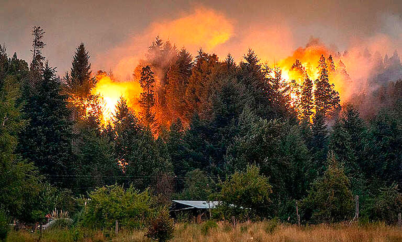 Ambientalistas alertan sobre el desfinanciamiento de la Ley de Bosques y la falta de brigadistas para combatir incendios