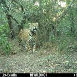 Liberaron a una hembra de yaguareté en el Parque Nacional El Impenetrable