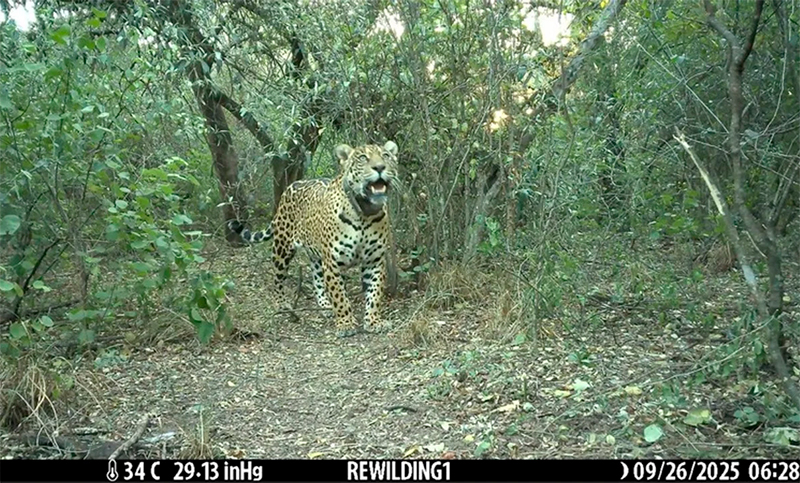 Liberaron a una hembra de yaguareté en el Parque Nacional El Impenetrable