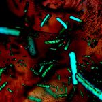La OMS advirtió acerca de la resistencia generalizada a antibióticos comunes en todo el mundo