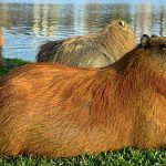 Los carpinchos ganan batalla legal en Nordelta:  dictan medidas cautelares para proteger su habitat