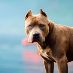 Nueva mordida de pitbull en Santa Fe: una niña de 8 años internada y se repiten los casos en la provincia