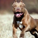 Preocupa en Santa Fe el aumento de ataques de perros de razas consideradas peligrosas