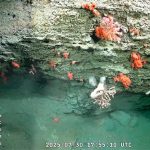 La ciencia como motor de desarrollo: se viene un nuevo streaming del Conicet en el Mar Argentino