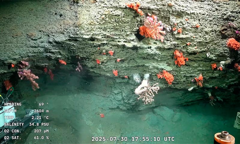 La ciencia como motor de desarrollo: se viene un nuevo streaming del Conicet en el Mar Argentino