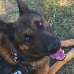 Perros santafesinos salieron campeones en la competencia nacional de búsqueda de estupefacientes