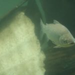 El Gobierno de Santa Fe limitó la exportación de peces del río Paraná: las razones