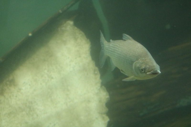 El Gobierno de Santa Fe limitó la exportación de peces del río Paraná: las razones