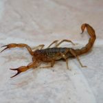 Con la llegada del calor aparecen los alacranes: todo lo que hay que saber sobre ellos y los efectos de sus picaduras