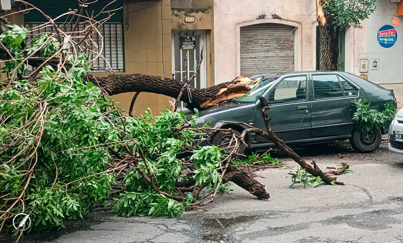 La tormenta dejó árboles caídos en distintas zonas de Rosario: ¿seguirá lloviendo?
