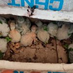 Capturaban cotorritas bebés, les teñían el plumaje y las vendían como si fueran aves exóticas