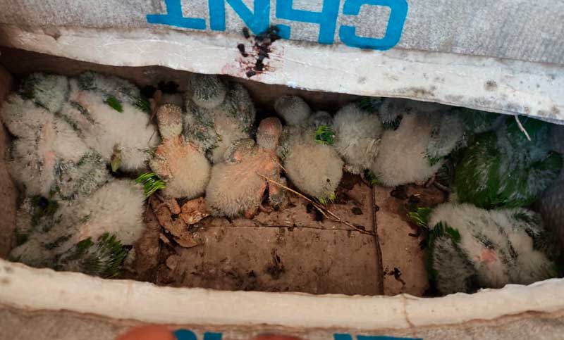 Capturaban cotorritas bebés, les teñían el plumaje y las vendían como si fueran aves exóticas