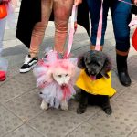 Un “aterrador” concurso de disfraces de perros para celebrar Halloween: mirá las imágenes