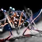 En Rosario ya hay mosquitos, pero aún no circula el virus del dengue: ¿cómo combatir al aedes?